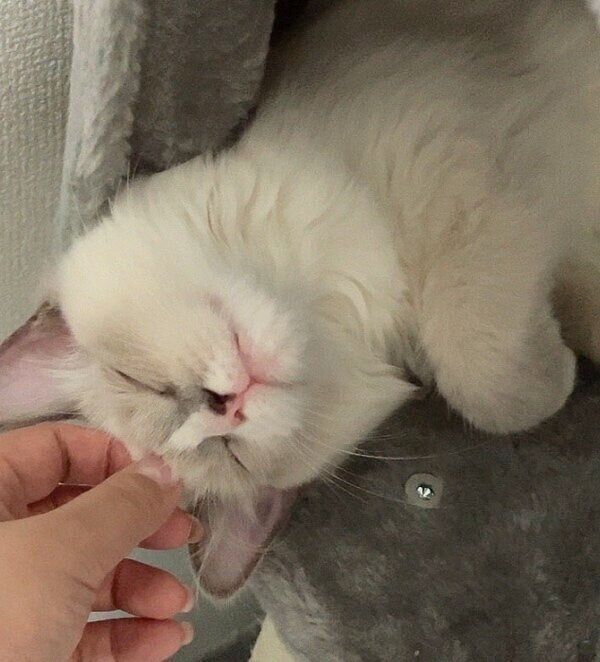 飼い主さんになでられるましろちゃん