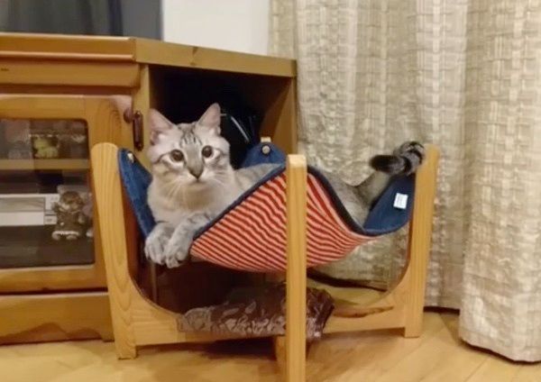 姉弟喧嘩する猫