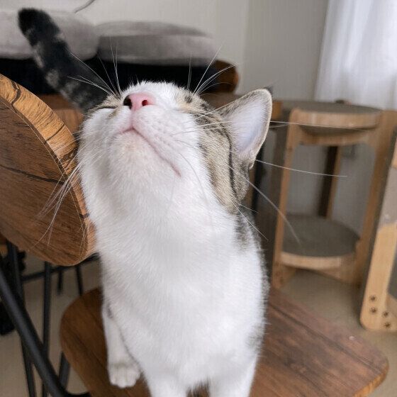 椅子にスリスリするきなこちゃん