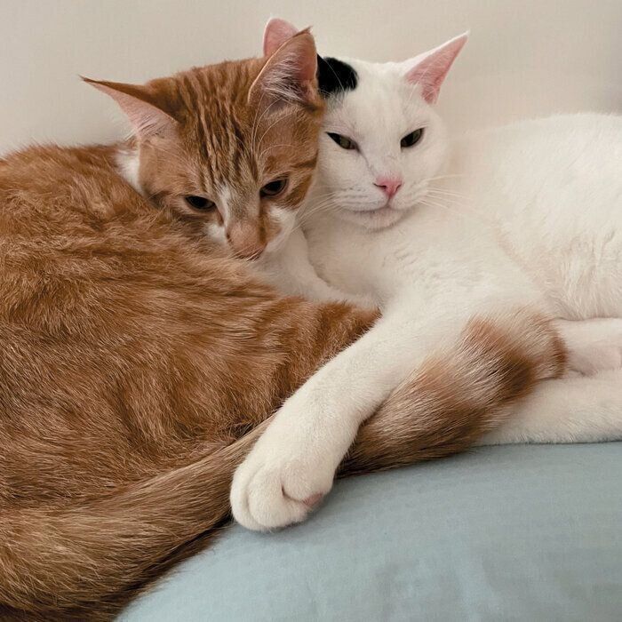 くっ付く2匹の猫