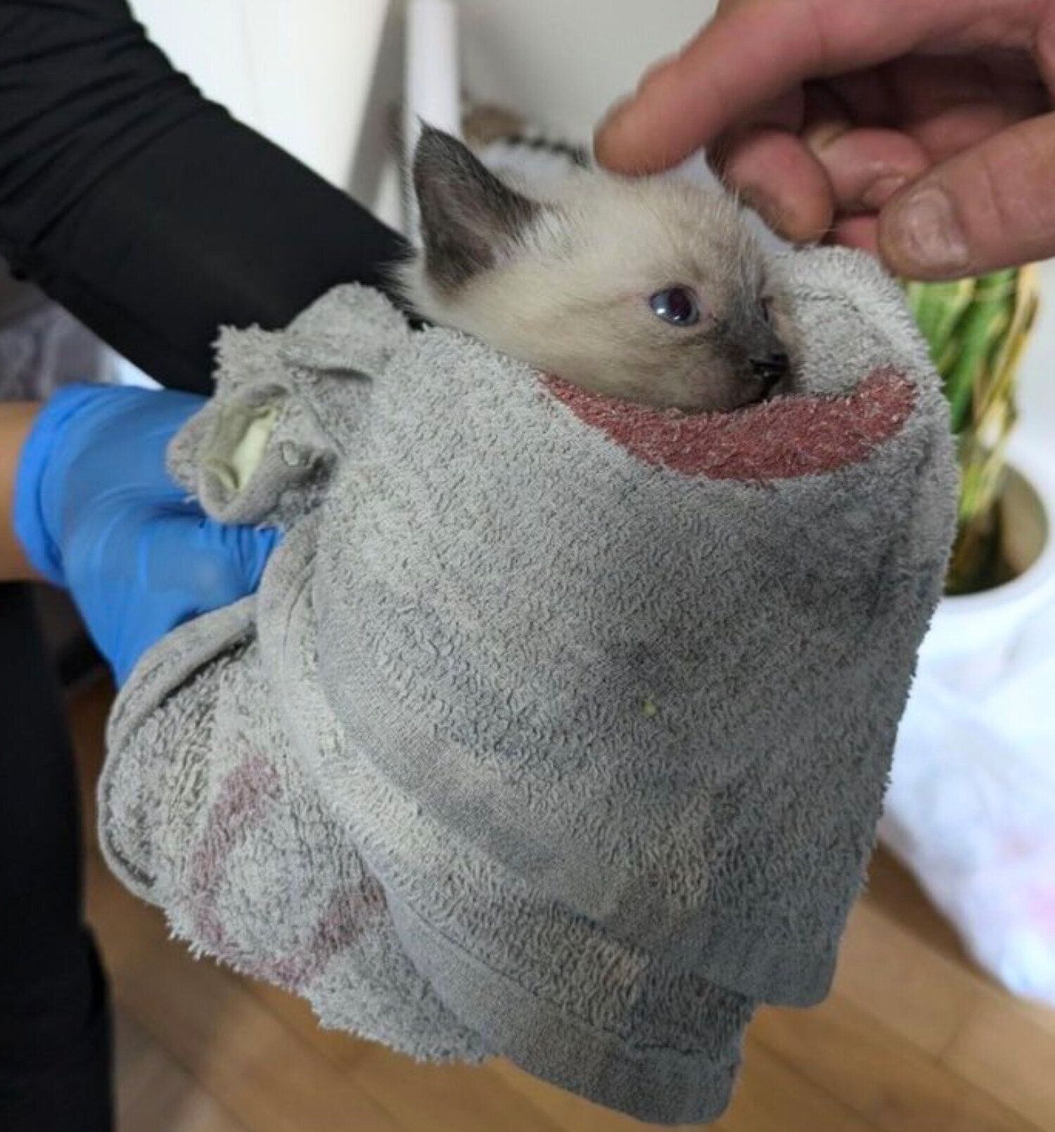 保護当時のすずりちゃん