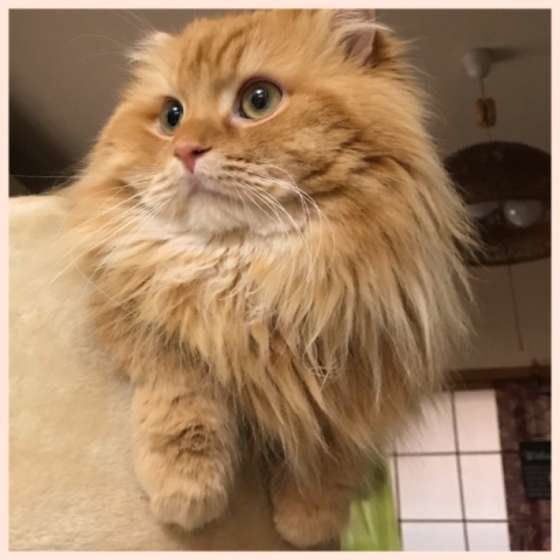 何かを見つめるスコティッシュフォールド