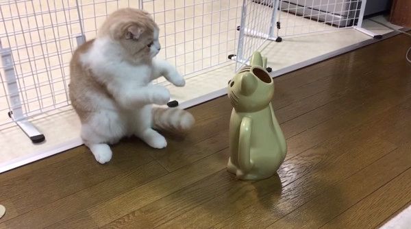 ジョウロにビビる猫