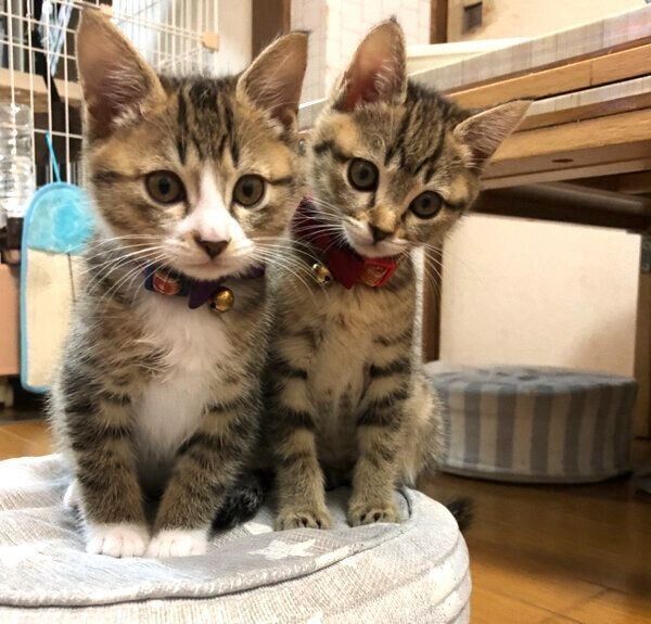 見つめるもずくくん、こんぶちゃん