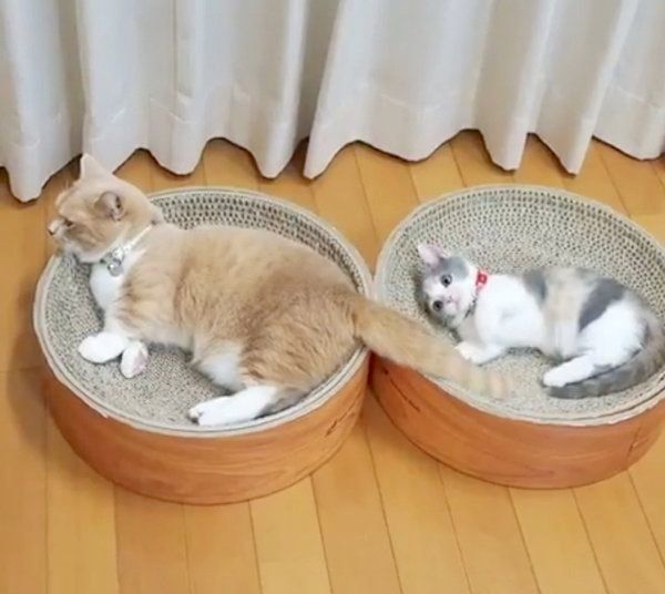 遊んでいるマンチカン姉妹