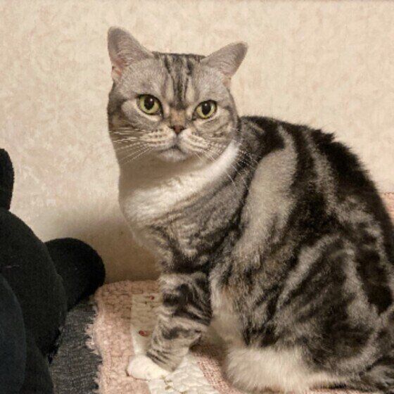 見つめるスコティッシュフォールド