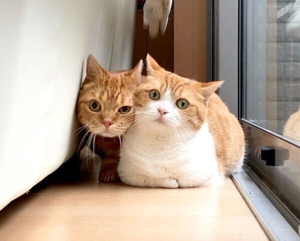 見つめる茶太郎くんときなこちゃん