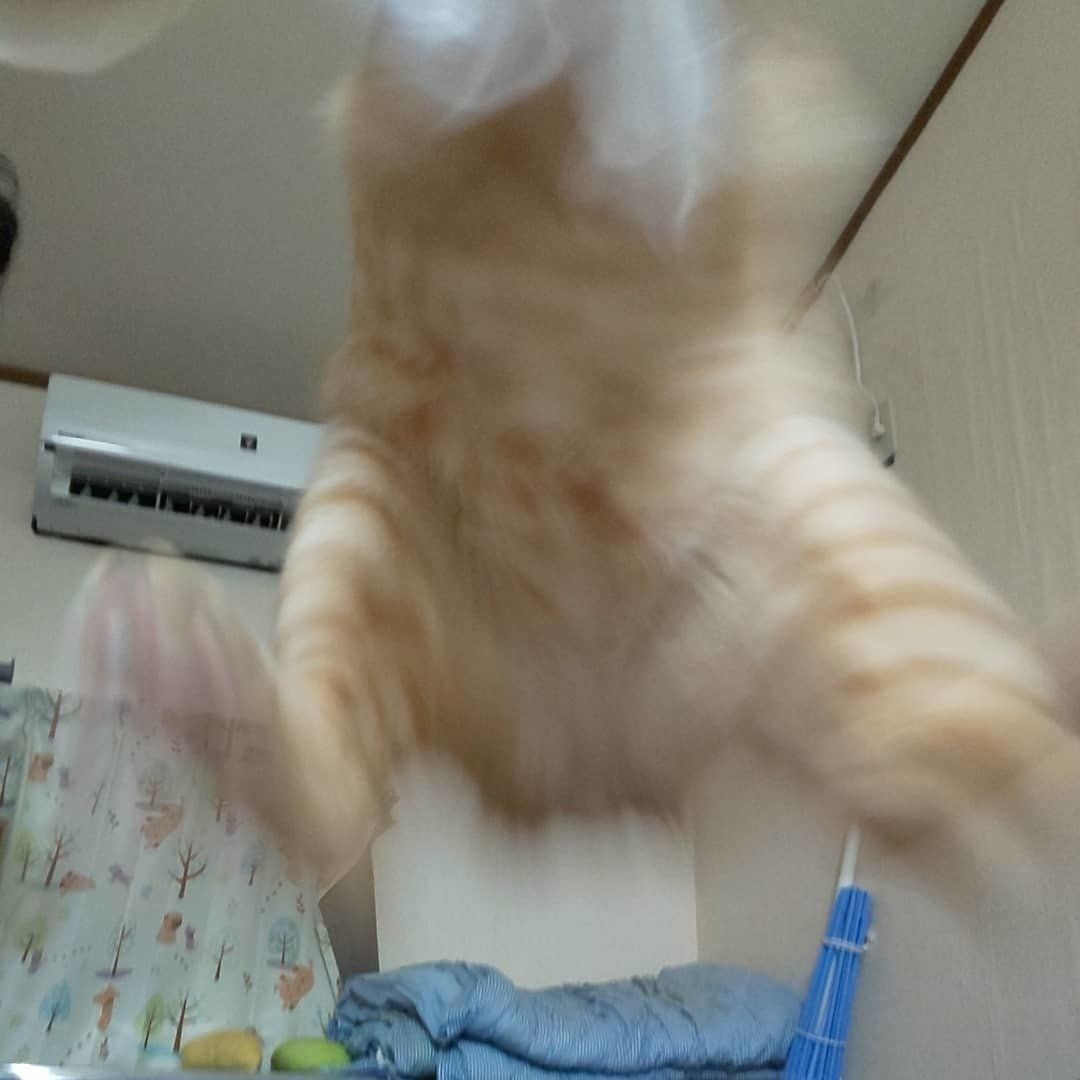 猫のゆきむらちゃん