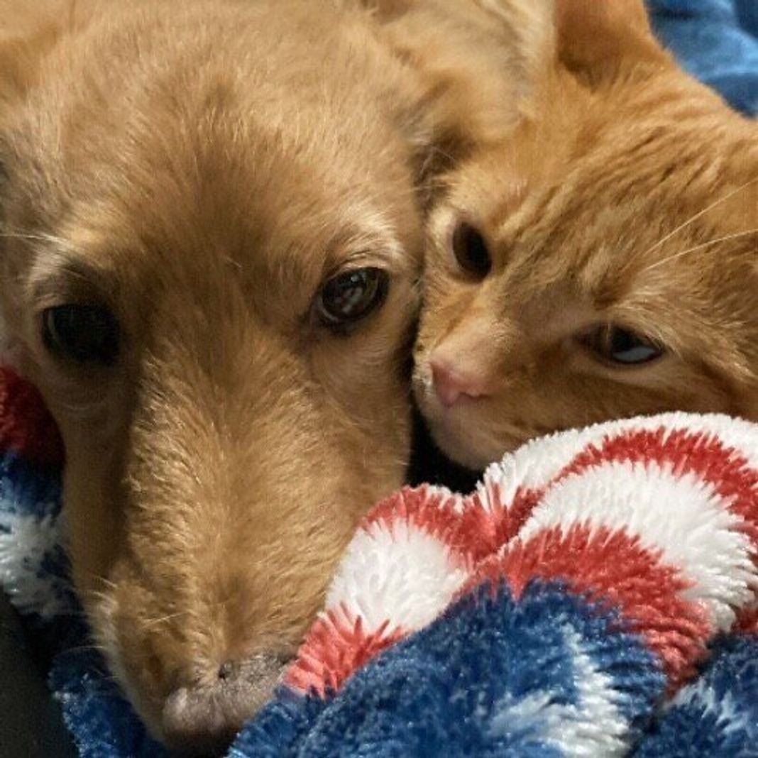 猫と犬の祖先は同じ動物だった 見た目 が違うのには生活環境が関係していた ねこのきもちweb Magazine 猫と犬の祖先は同じ動物だった 見た目 が違うのには生活環境が関係していた ねこのきもちweb Magazine