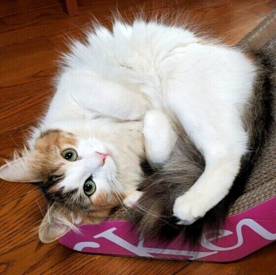 ノルウェージャンフォレストキャットのモカちゃん