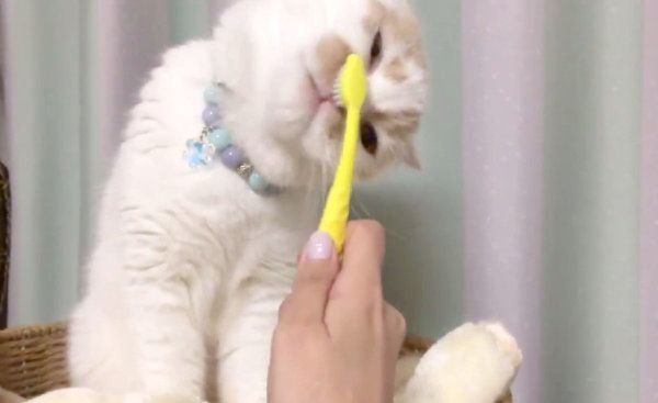 歯磨きならぬ顔磨きをするホイップクリームちゃん