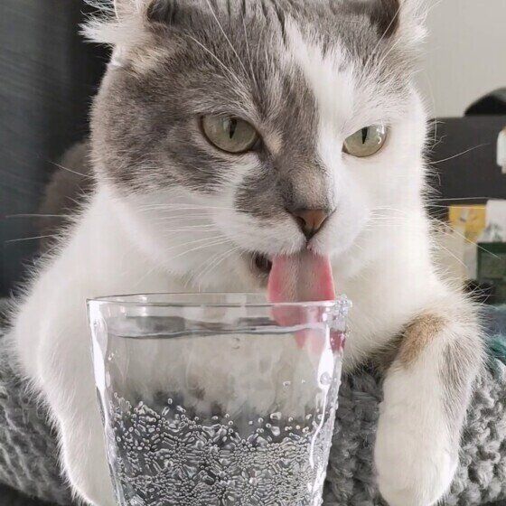 マンチカールのキトくん