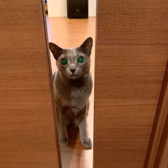 出待ちするロシアンブルー