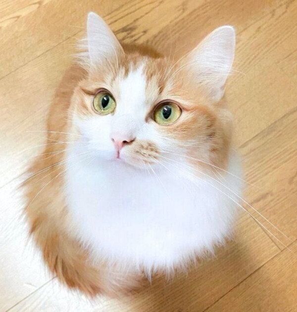 見つめるのぶおちゃん