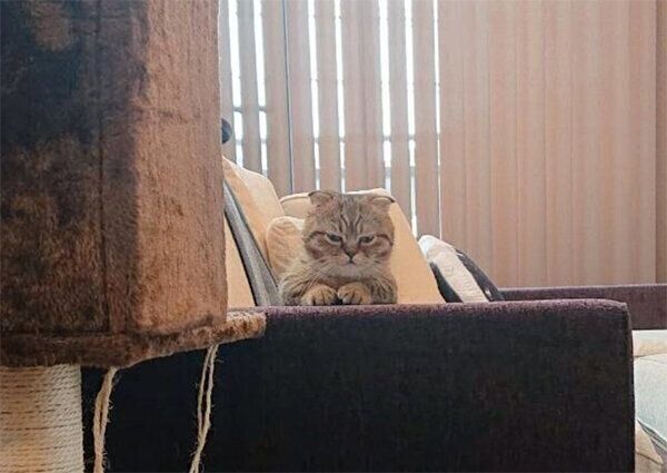 不機嫌そうな表情をするたぬ吉くん