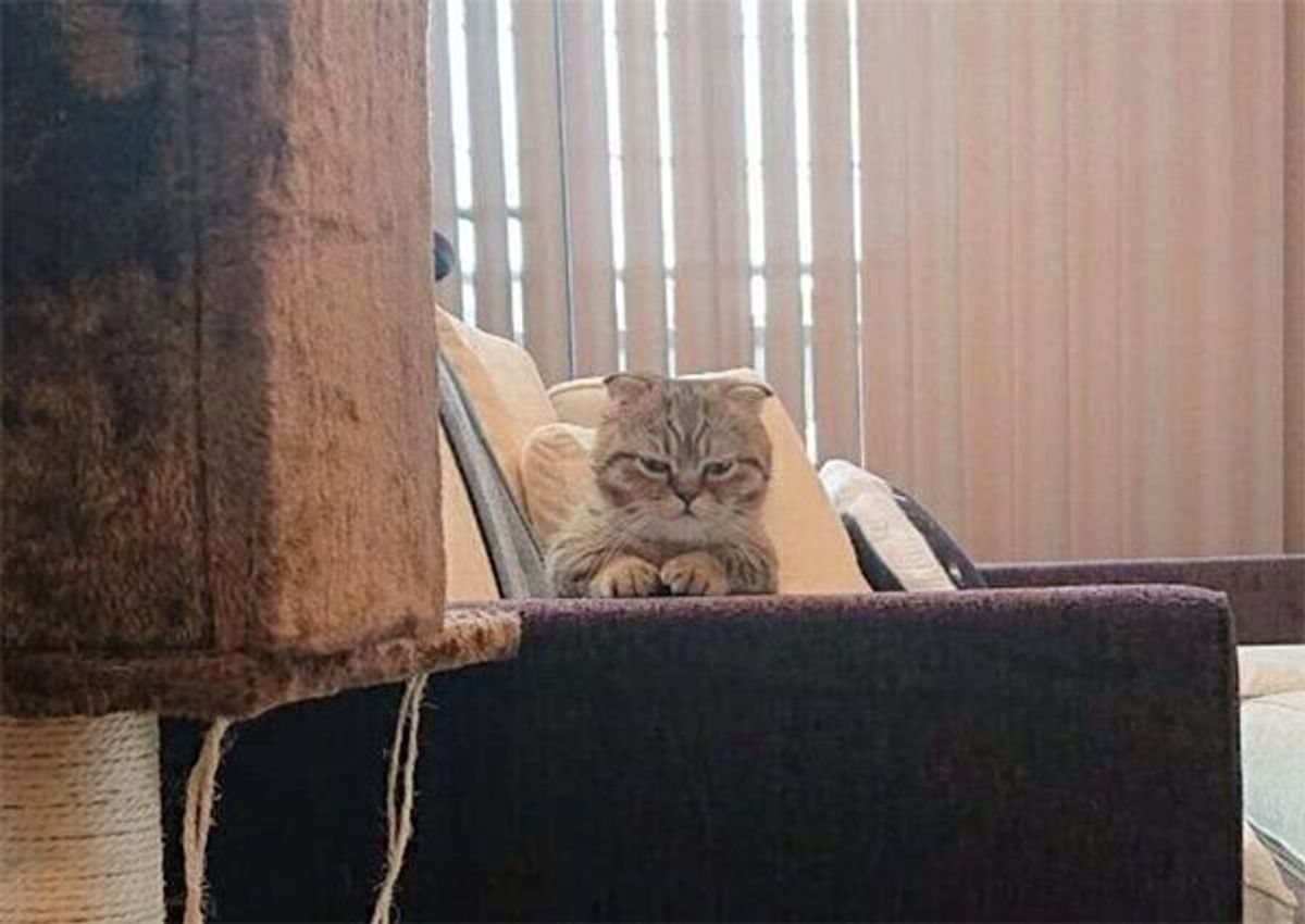 お留守番が不満で不機嫌に 猫は気持ちが表情にあらわれることがあるのか 獣医師解説 ねこのきもちweb Magazine お留守番が不満で不機嫌に 猫は気持ちが表情にあらわれることがあるのか 獣医師解説 ねこのきもちweb Magazine