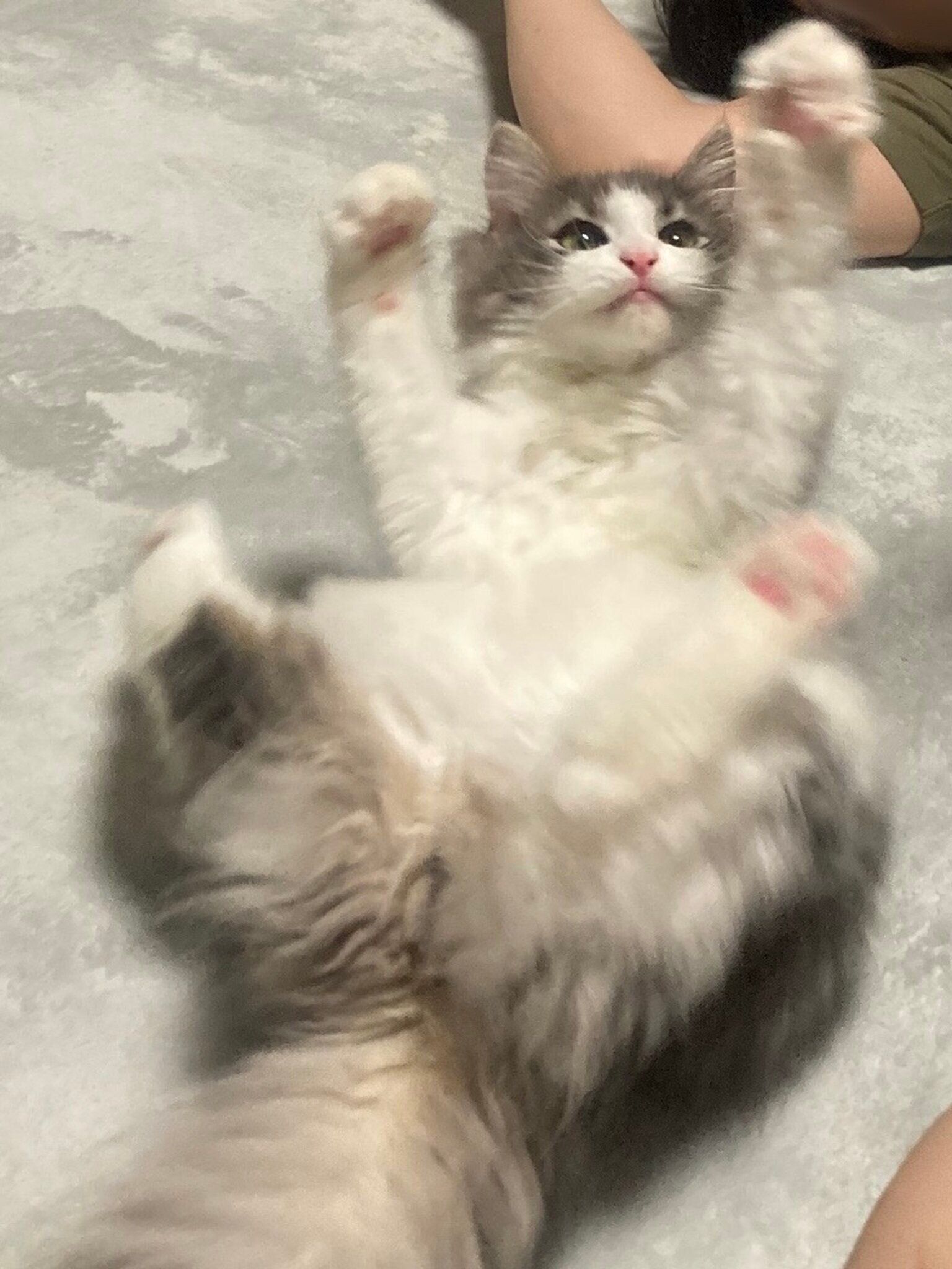 “ヘソ天”している生後5カ月のノルウェージャンフォレストキャット