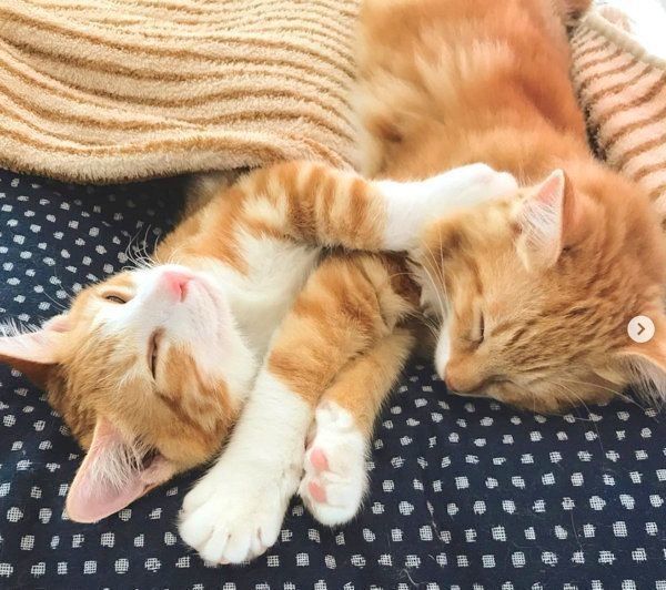 元保護猫・うりちゃんといくらちゃん