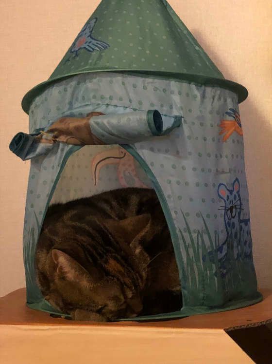 テントで眠るアメリカンショートヘア