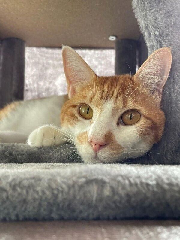 キャットタワーの一番下でカメラ目線で寝転がるぱんくん