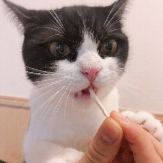 マンチカンのまるくん