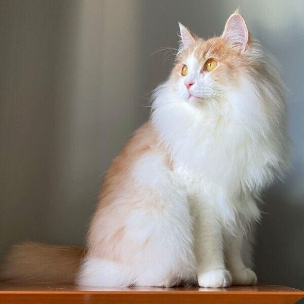 絵画みたいなフーゴくん