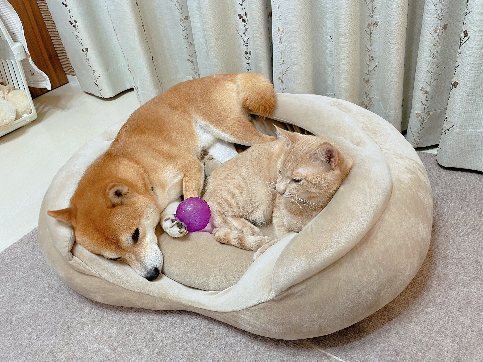 ペットベッドに乗るきんぴらくん、おかかくん