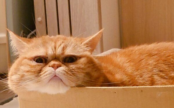 箱の中でくつろぐ茶太郎くん