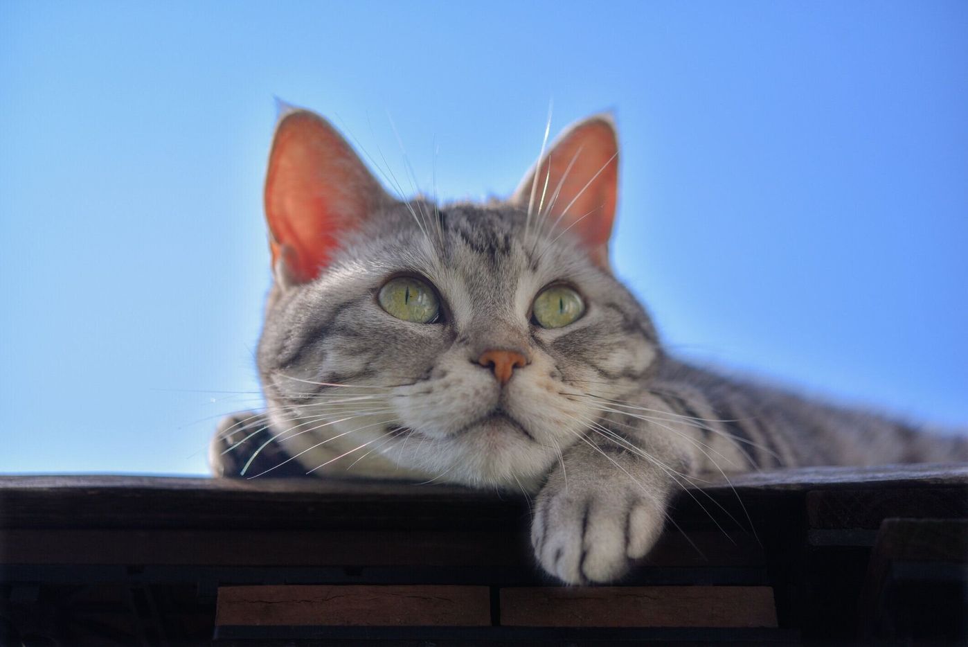 猫エイズの感染経路は 人にうつる 原因や症状など獣医師に聞きました ねこのきもちweb Magazine 猫エイズの感染経路は 人にうつる 原因や症状など獣医師に聞きました ねこのきもちweb Magazine