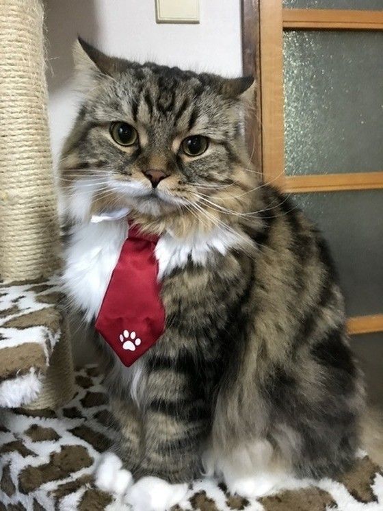 スコティッシュフォールドのセナくん