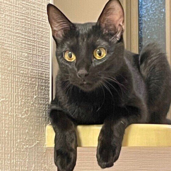 黒猫のあんこちゃん