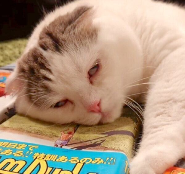 漫画本を枕にするライくん