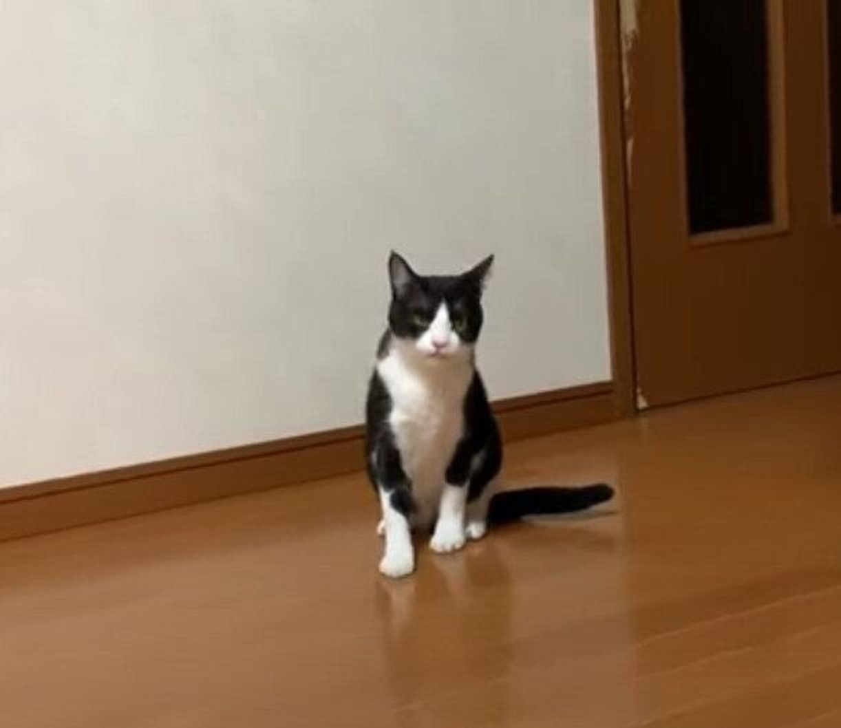くしゃみが止まらない 連続でくしゃみが出ちゃう猫の ためるしぐさ が可愛い ねこのきもちweb Magazine くしゃみが止まらない 連続でくしゃみが出ちゃう猫の ためるしぐさ が可愛い ねこのきもちweb Magazine