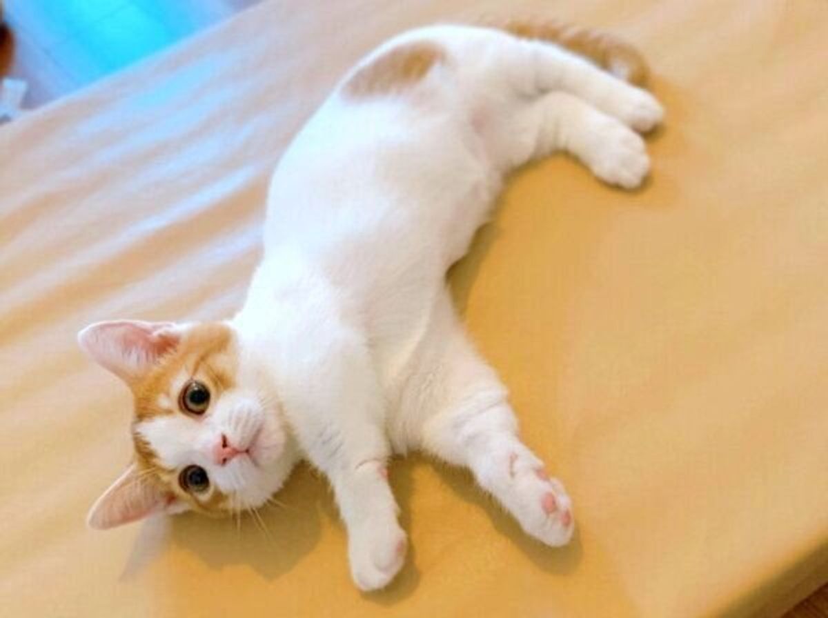 風呂場にスライディング入室 お腹ビショビショで平然としている子猫が可愛いと話題 ねこのきもちweb Magazine 風呂場にスライディング入室 お腹ビショビショで平然としている子猫が可愛いと話題 ねこのきもちweb Magazine