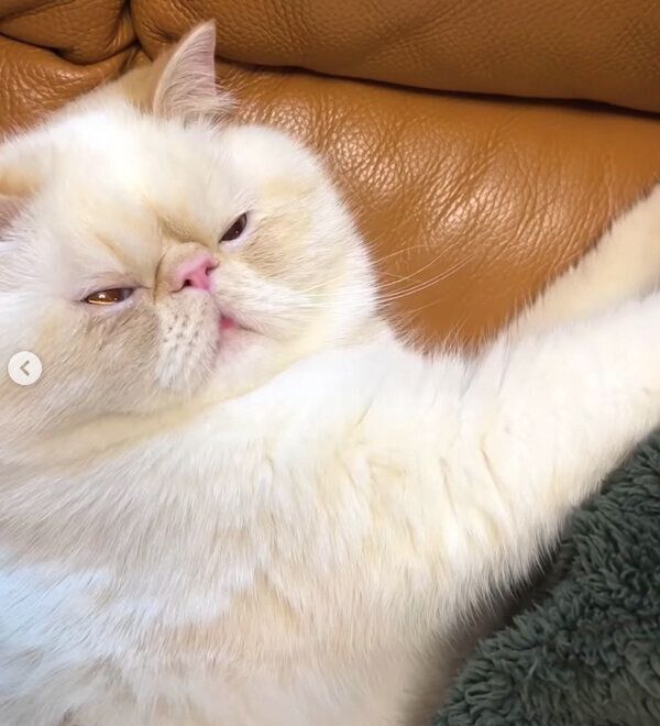 ふみふみをするミツロウくん