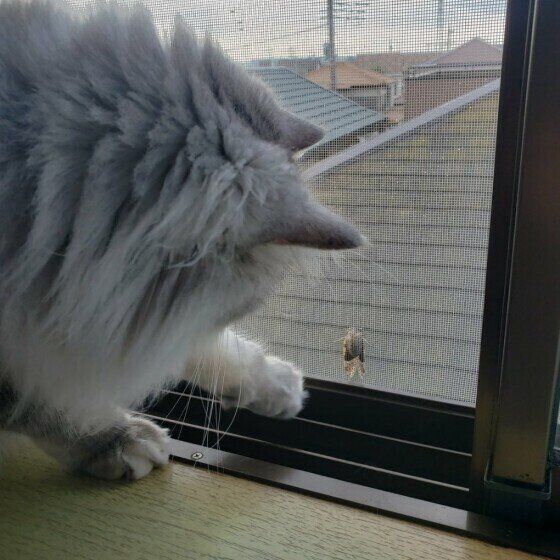 さくらくん（サイベリアン）