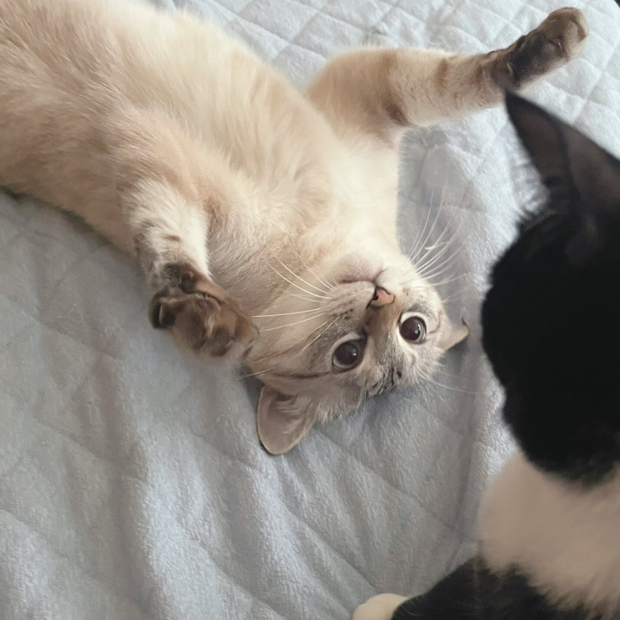 チャイちゃんにじゃれつくアクアくんの様子