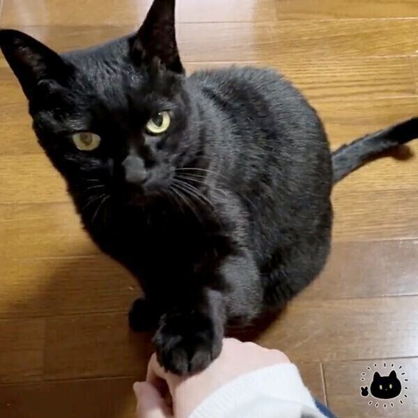 飼い主さんの手にツンツンし返すろんさん