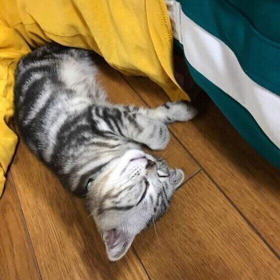 寝転がるスコティッシュフォールド