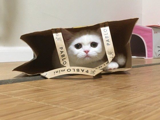 紙袋に入っている白猫