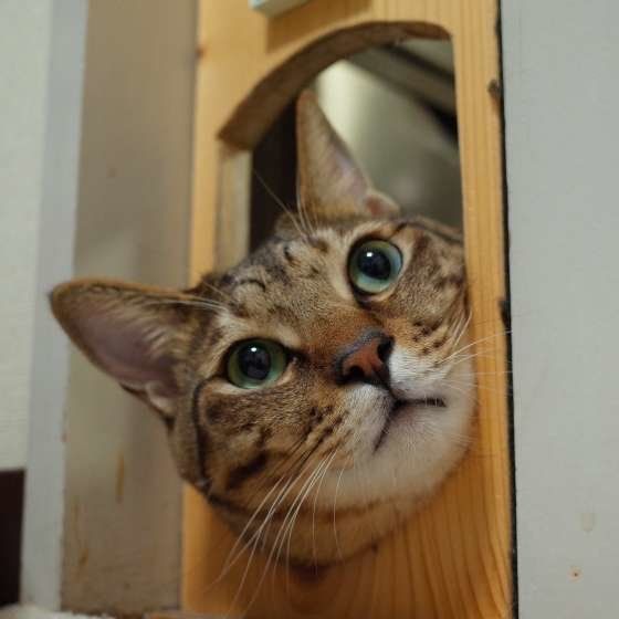 外が気になる猫