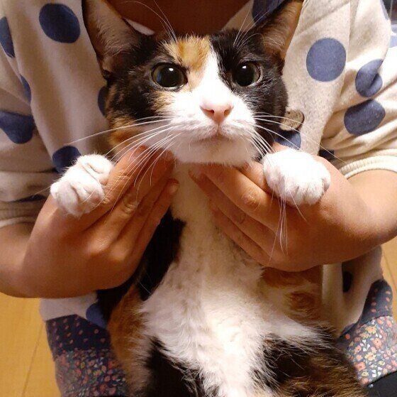 子どもにだっこされるMIXミケ