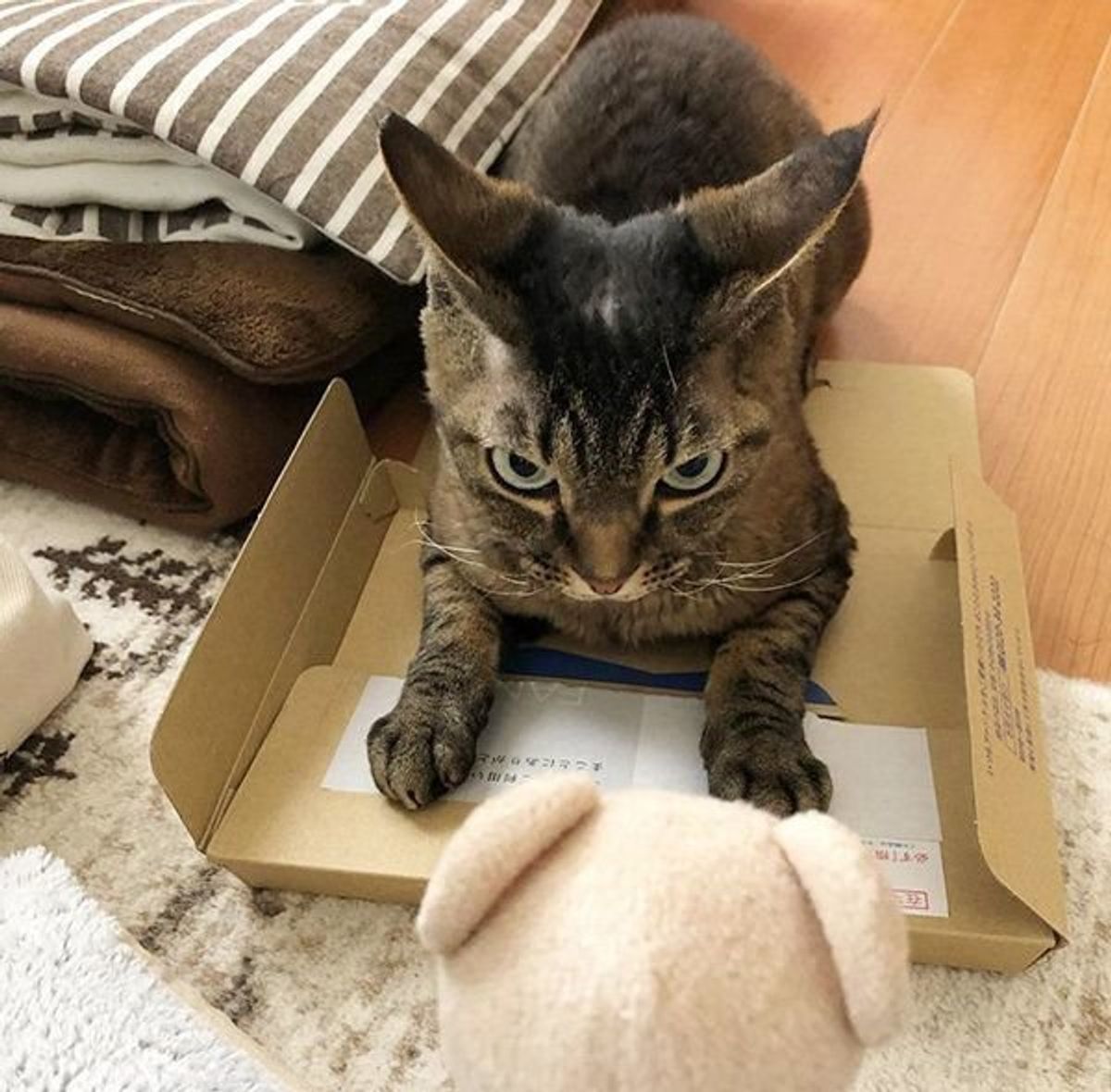 むやみに触るのはng イカ耳 でわかる猫の気持ちとは ねこのきもちweb Magazine むやみに触るのはng イカ耳 でわかる猫の気持ちとは ねこのきもちweb Magazine