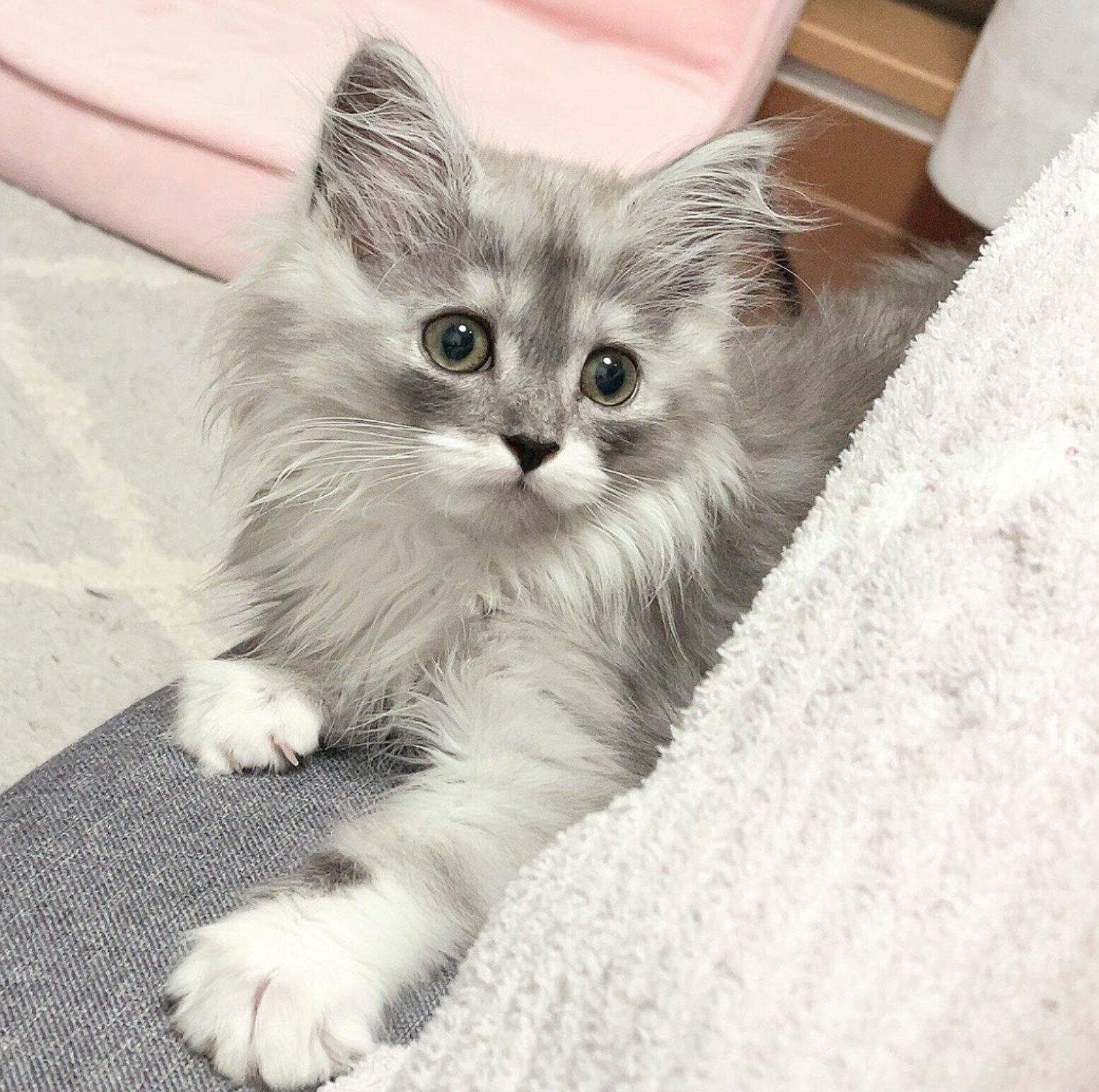 お迎えしたばかりのころのらんまるくん