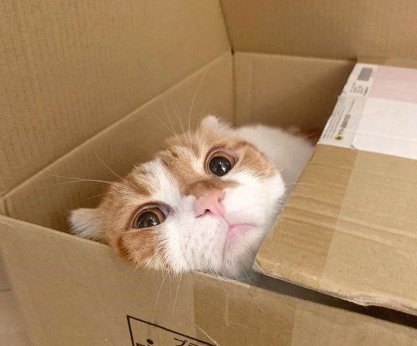 箱に入るスコティッシュフォールドのヌコ太郎ちゃん