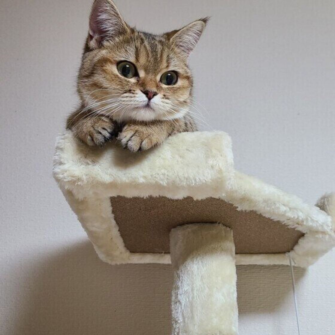 調査 察しがいいようで 笑 飼い主より 一枚上手だ と思った猫の行動 ねこのきもちweb Magazine 調査 察しがいいようで 笑 飼い主より 一枚上手だ と思った猫の行動 ねこのきもちweb Magazine