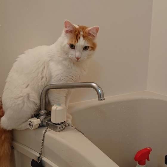 お風呂場が好きなみるくちゃん