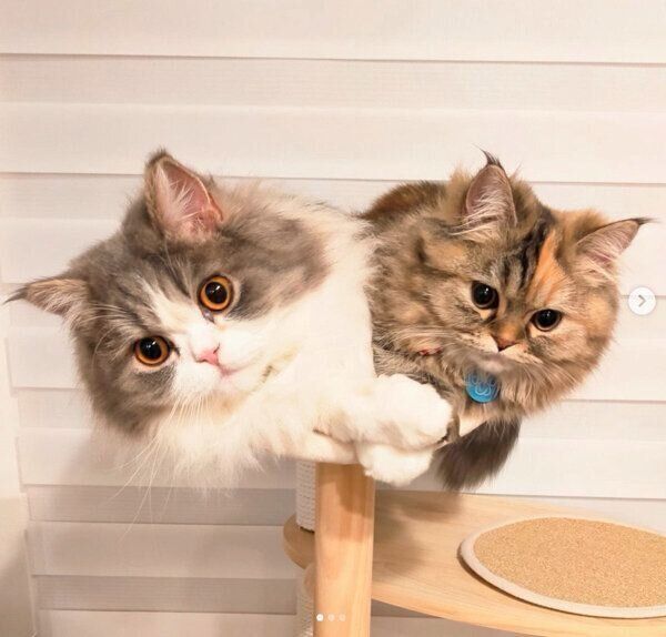 仲良しなあおくんとおはなちゃん