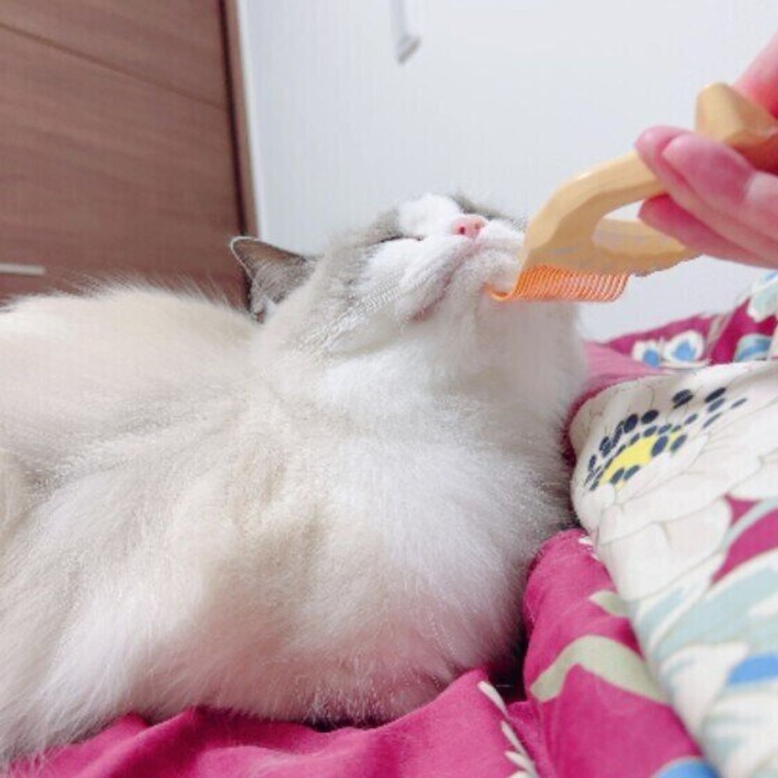 猫がブラッシングを嫌がる理由は飼い主さんにあった 嫌がるからとブラッシングしないデメリットは ねこのきもちweb Magazine 猫がブラッシングを嫌がる理由は飼い主さんにあった 嫌がるからとブラッシングしないデメリットは ねこのきもちweb Magazine