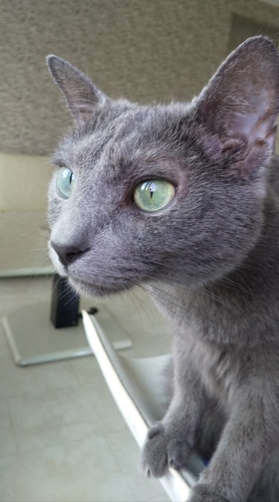 緑の目が綺麗なロシアンブルーのアップ